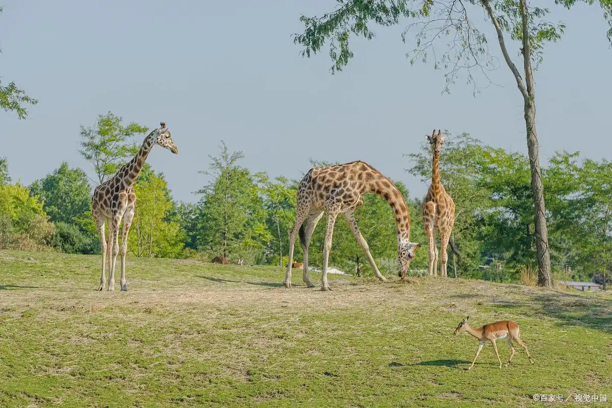 鄂尔多斯成吉思汗陵旅游区_鄂尔多斯有哪些景点_鄂尔多斯响沙湾旅游区