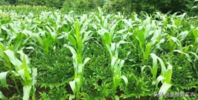 玉米辣椒套种技巧_玉米秸秆利用_玉米套种辣椒时间