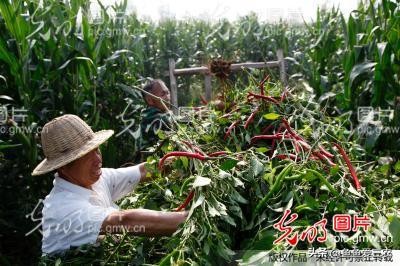 玉米套种辣椒时间_玉米秸秆利用_玉米辣椒套种技巧