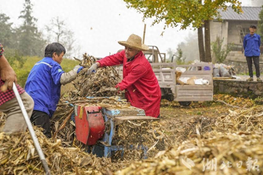 农作物秆发酵_宣恩县秸秆综合利用回收_宣恩县秸秆肥料化利用试点