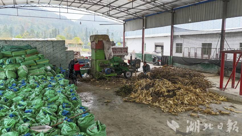 农作物秆发酵_宣恩县秸秆肥料化利用试点_宣恩县秸秆综合利用回收
