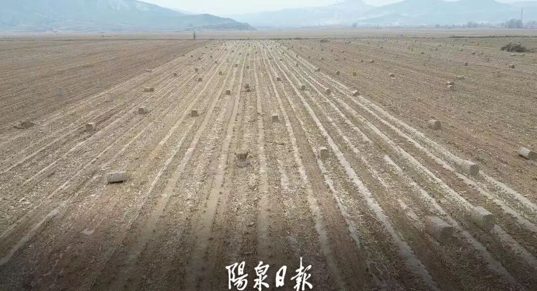 阳泉市秸秆综合利用_秸秆还田技术规程_玉米秸秆利用