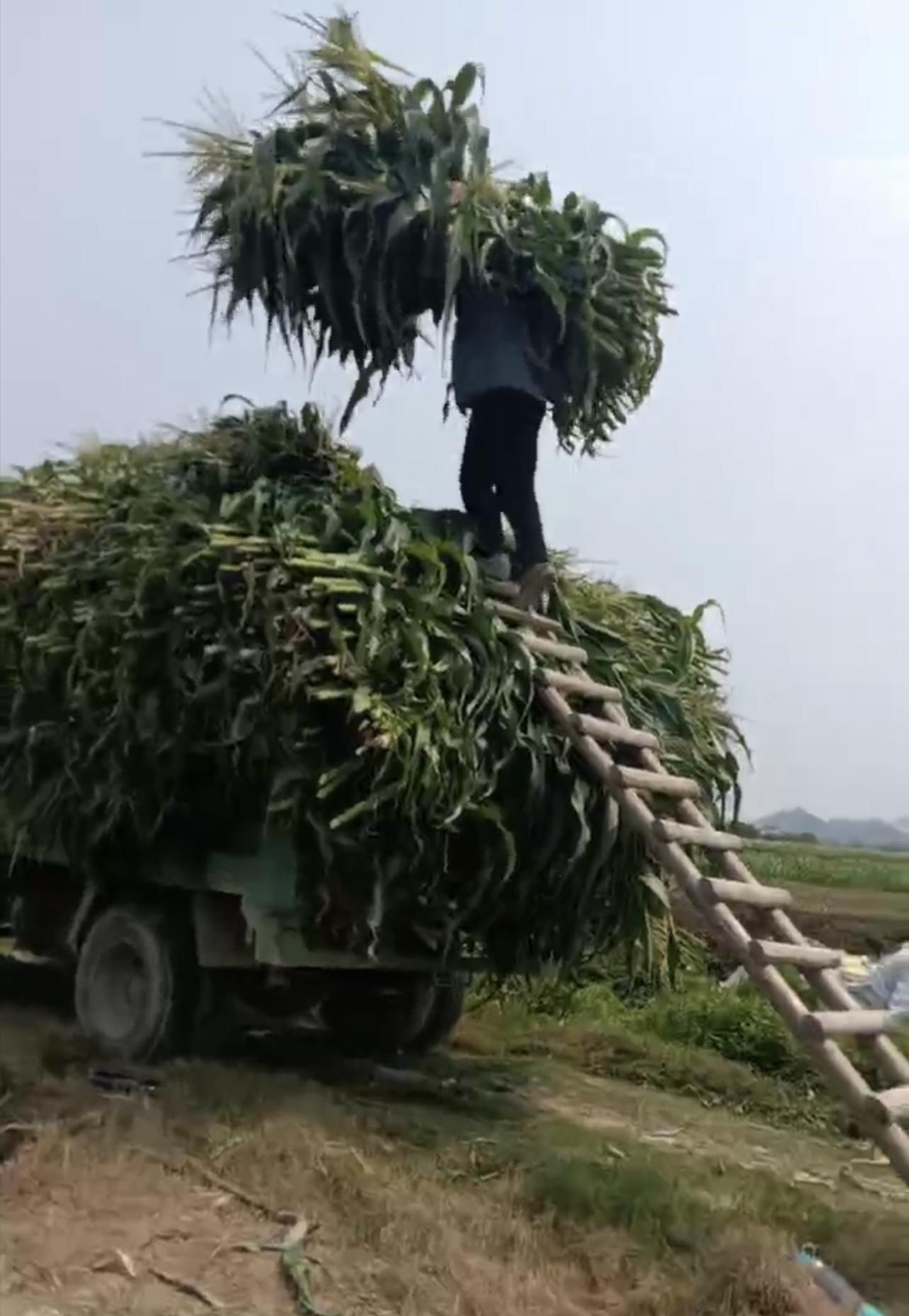 发酵玉米秆喂猪_农作物秆发酵_99多功能饲料发酵剂