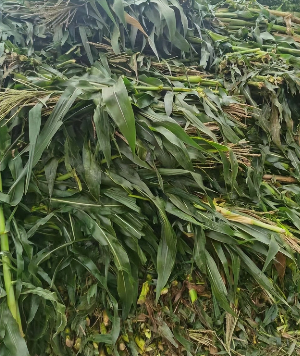 99多功能饲料发酵剂_农作物秆发酵_发酵玉米秆喂猪