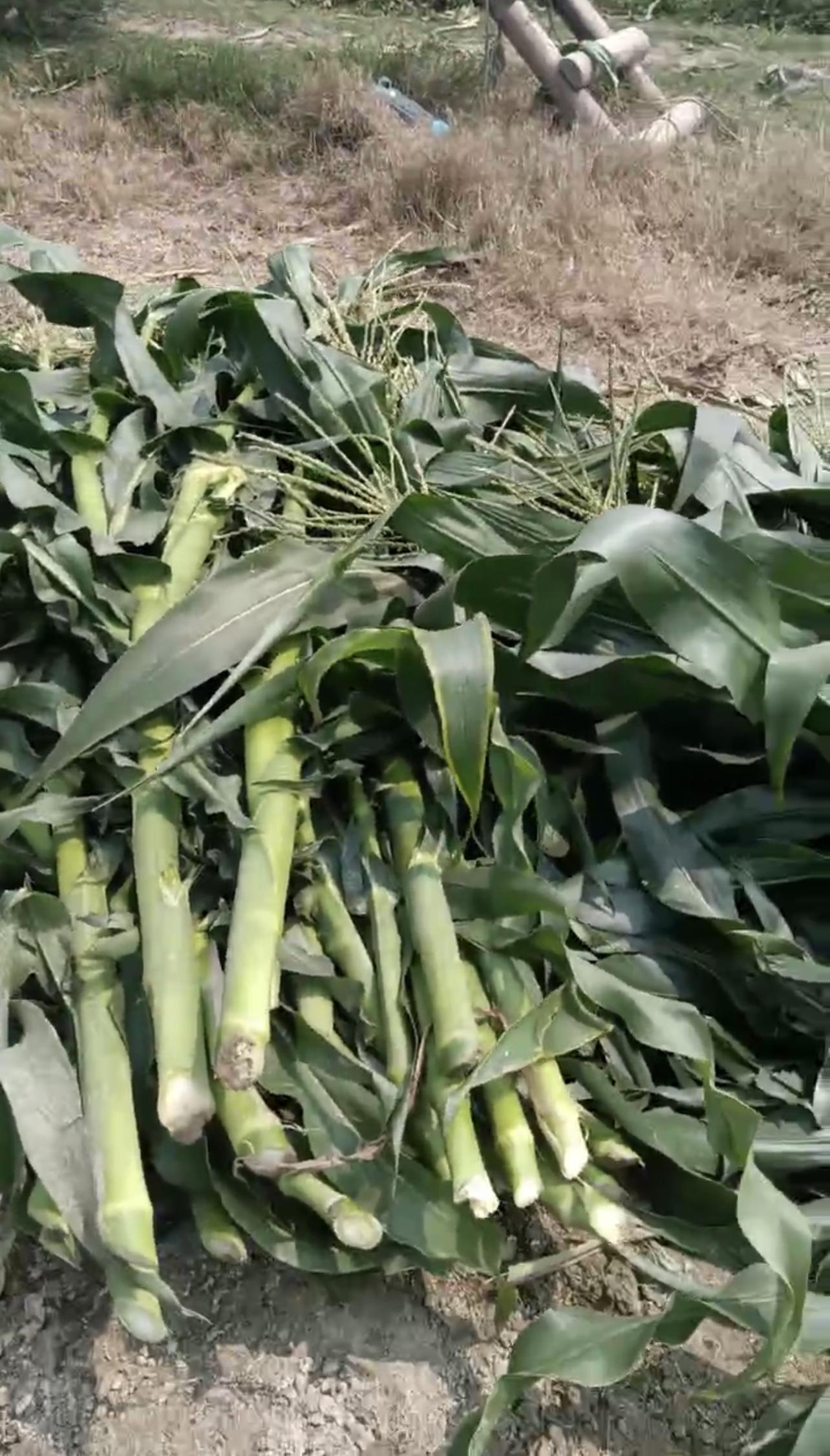 农作物秆发酵_发酵玉米秆喂猪_99多功能饲料发酵剂