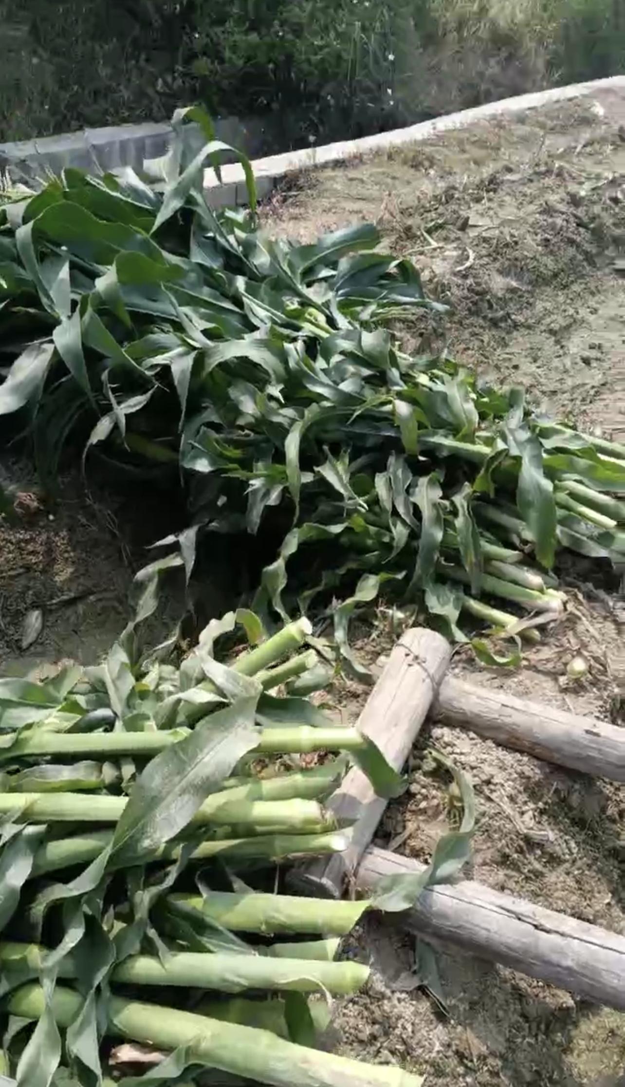 99多功能饲料发酵剂_发酵玉米秆喂猪_农作物秆发酵