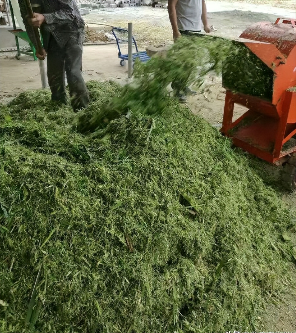 99多功能饲料发酵剂_发酵玉米秆喂猪_农作物秆发酵