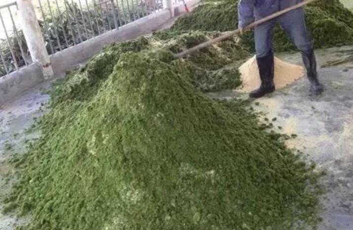 99多功能饲料发酵剂_农作物秆发酵_发酵玉米秆喂猪