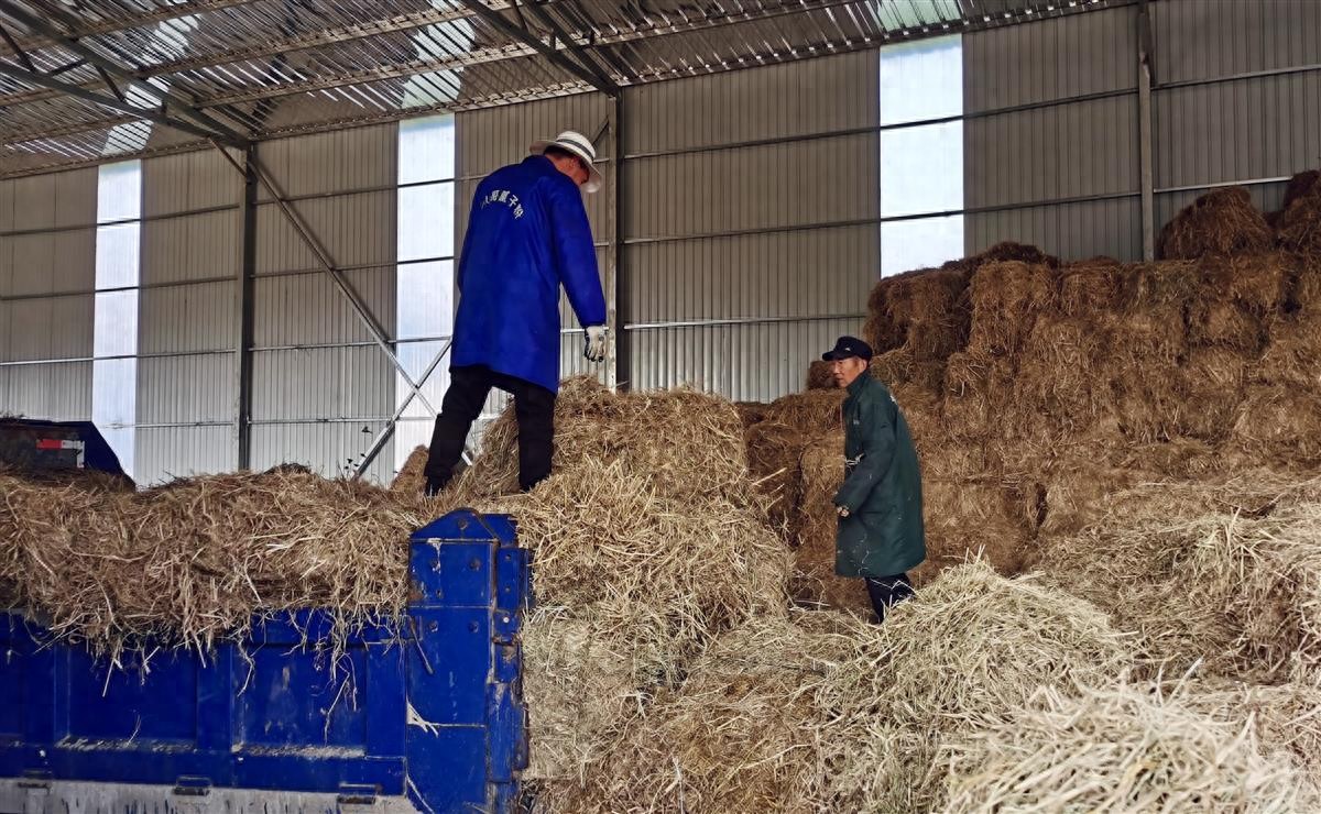 农作物秆发酵_武汉惠万家种植专业合作社 秸秆综合利用 秸秆饲料化