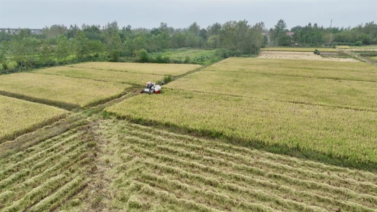 武汉惠万家种植专业合作社 秸秆综合利用 秸秆饲料化_农作物秆发酵