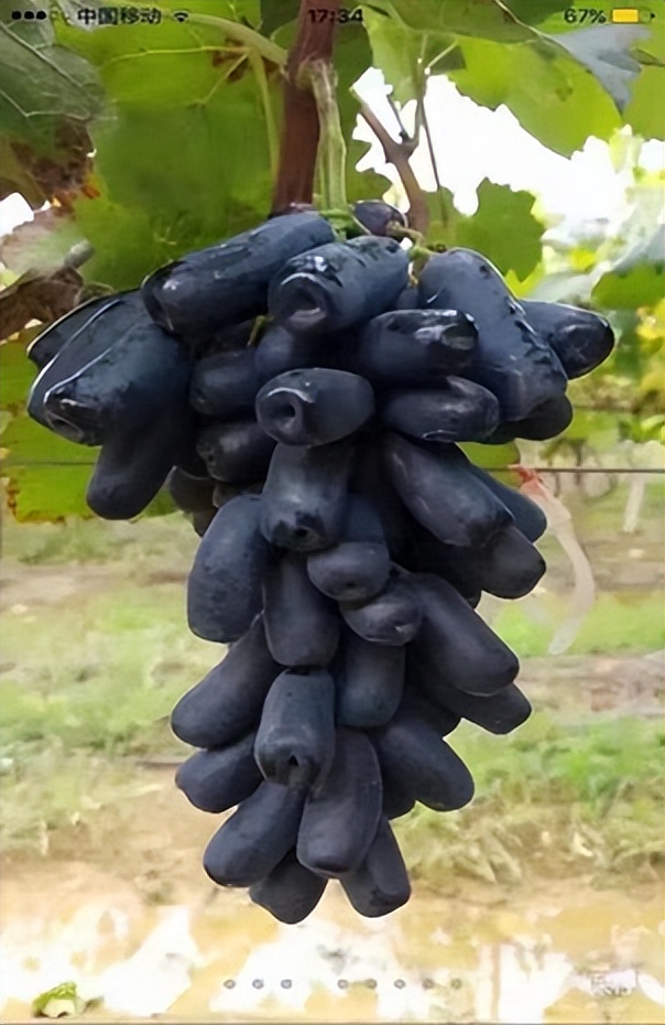 平度葡萄采摘园_青岛西麓生态农业公园规划_青岛葡萄采摘