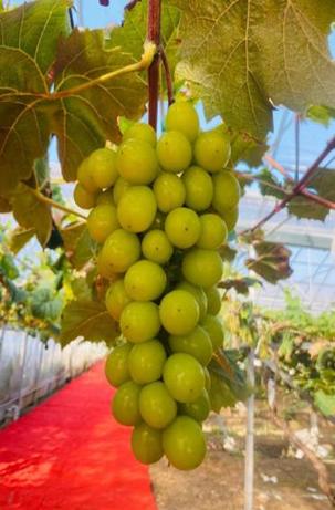 平度葡萄采摘园_青岛葡萄采摘_青岛西麓生态农业公园规划