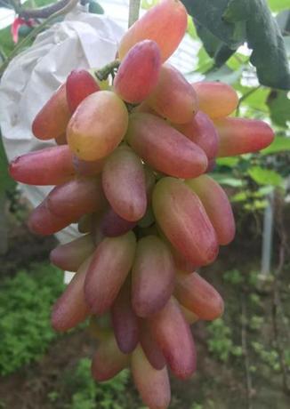 青岛西麓生态农业公园规划_青岛葡萄采摘_平度葡萄采摘园