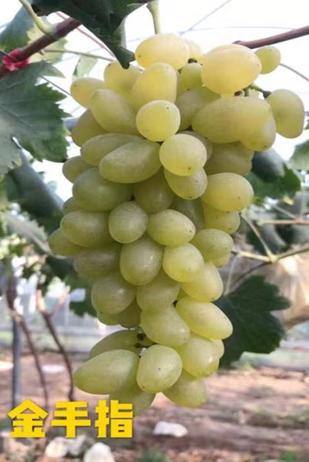 青岛葡萄采摘_平度葡萄采摘园_青岛西麓生态农业公园规划