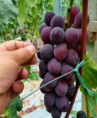 青岛葡萄采摘_平度葡萄采摘园_青岛西麓生态农业公园规划