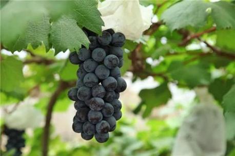 青岛葡萄采摘_青岛西麓生态农业公园规划_平度葡萄采摘园