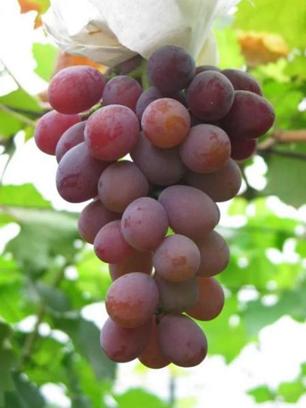 青岛葡萄采摘_青岛西麓生态农业公园规划_平度葡萄采摘园