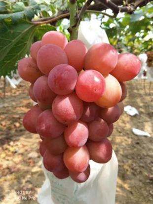 青岛西麓生态农业公园规划_平度葡萄采摘园_青岛葡萄采摘