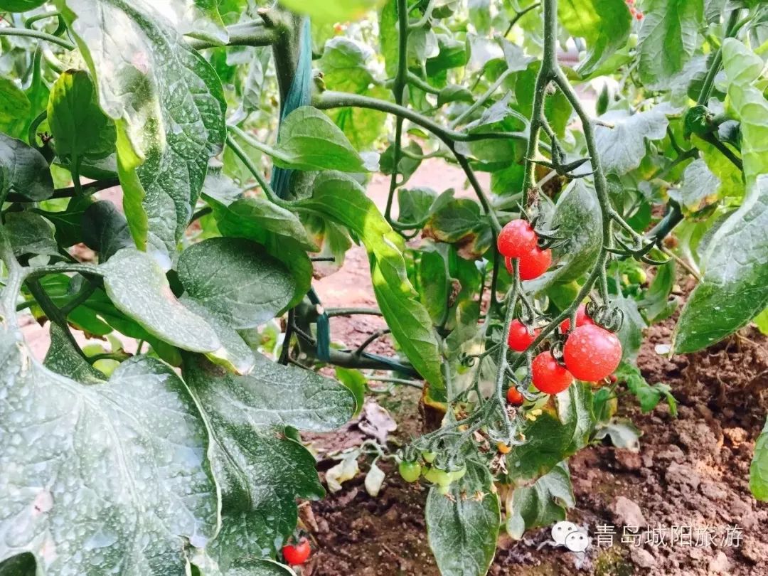 青岛城阳特色采摘旅游_青岛西麓生态农业公园规划_青岛崂山乡村旅游
