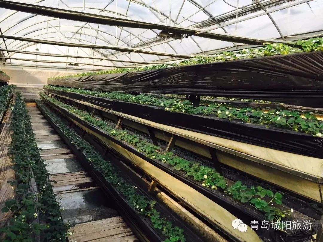 青岛崂山乡村旅游_青岛西麓生态农业公园规划_青岛城阳特色采摘旅游