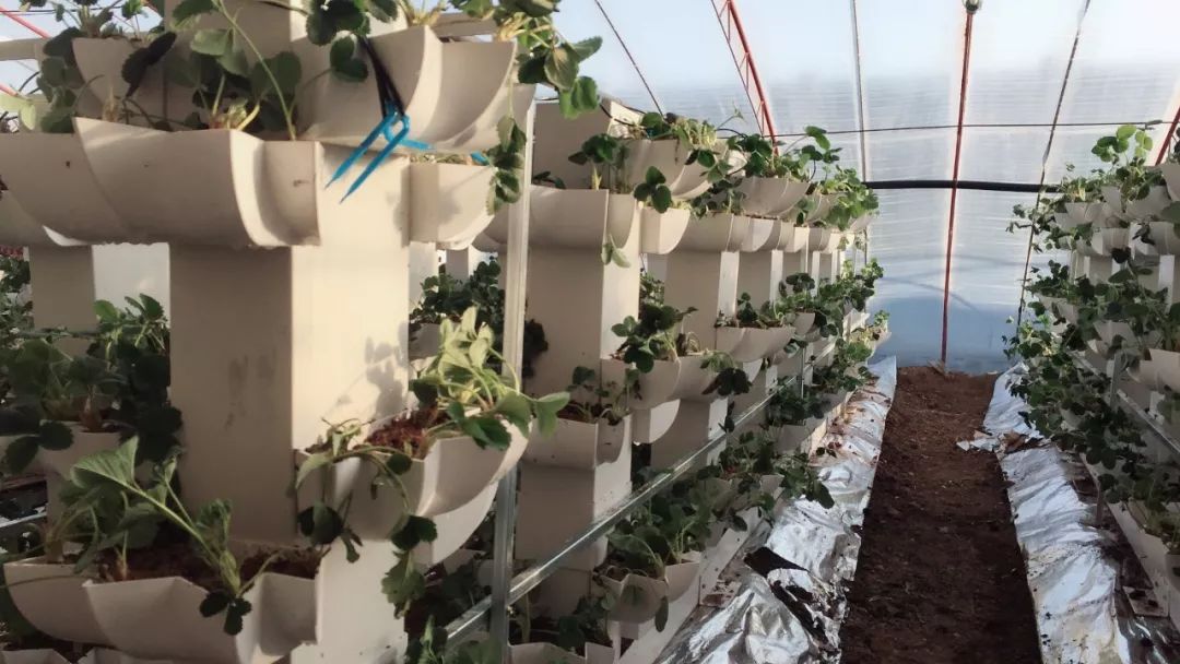 青岛崂山乡村旅游_青岛城阳特色采摘旅游_青岛西麓生态农业公园规划