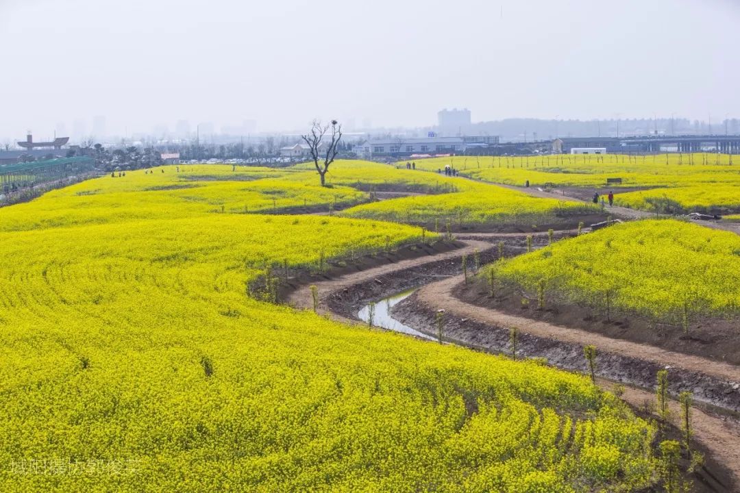 青岛崂山乡村旅游_青岛西麓生态农业公园规划_青岛城阳特色采摘旅游