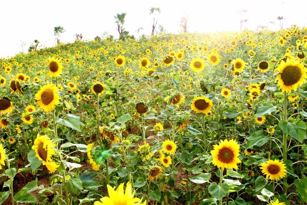 青岛崂山乡村旅游_青岛城阳特色采摘旅游_青岛西麓生态农业公园规划