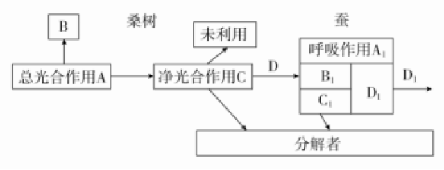 食物链能量传递效率_生态系统的能量流动示意图_生态系统物质循环能量流动