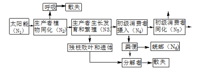 生态系统的能量流动示意图_生态系统物质循环能量流动_食物链能量传递效率