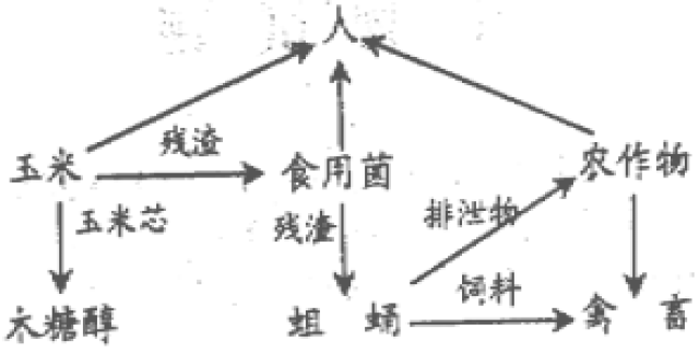 食物链能量传递效率_生态系统物质循环能量流动_生态系统的能量流动示意图