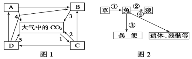 生态系统的能量流动示意图_生态系统物质循环能量流动_食物链能量传递效率