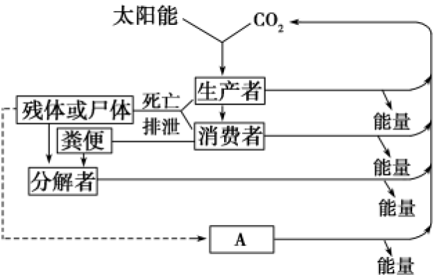 食物链能量传递效率_生态系统的能量流动示意图_生态系统物质循环能量流动