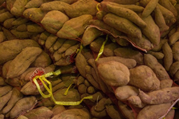 红薯叶长寿菜谣言_红薯抗癌谣言_考箱烤红薯要多长时间