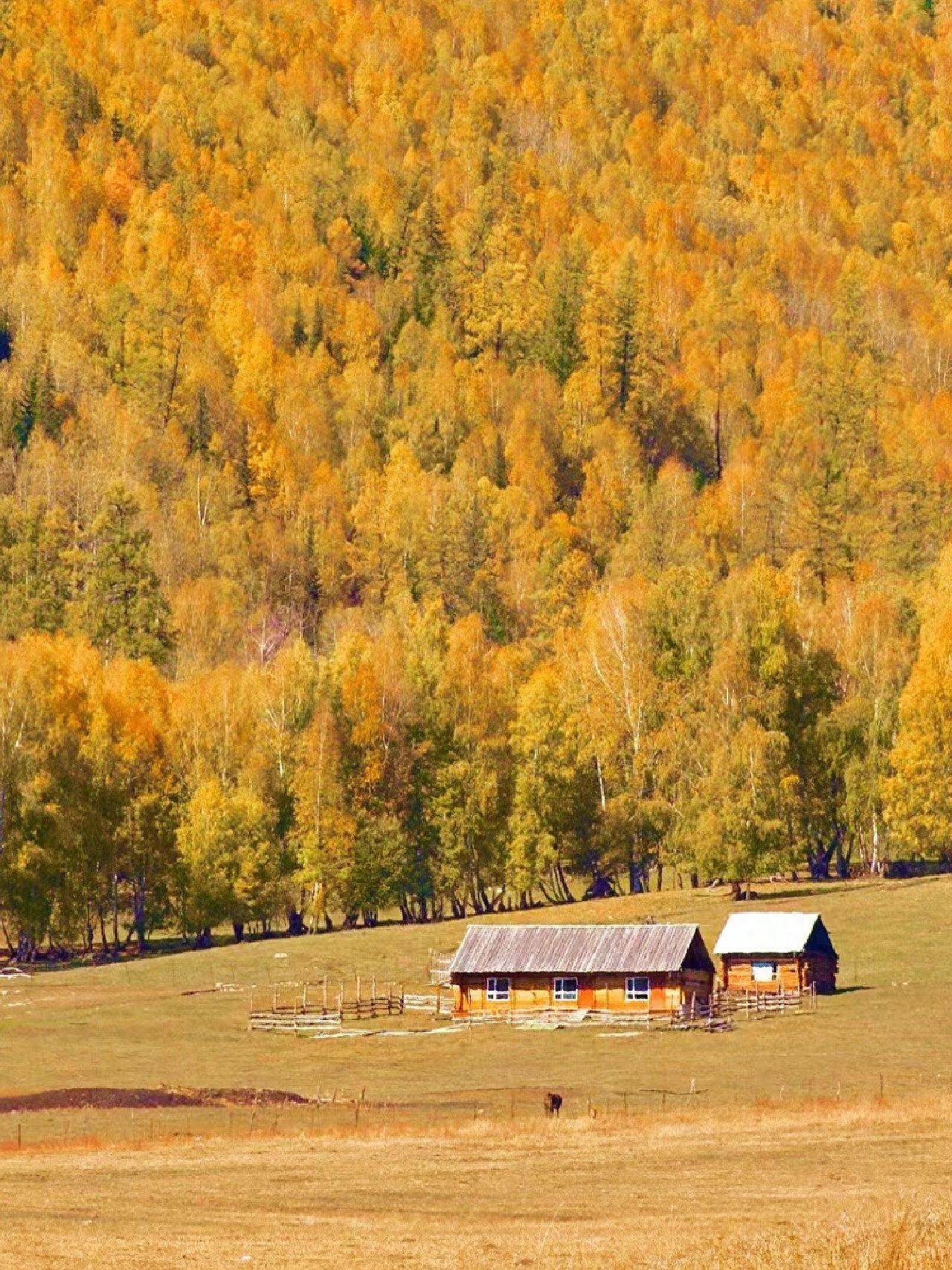 新疆喀纳斯9月旅游攻略_喀纳斯湖生态旅游建议_喀纳斯秋季最佳观赏期