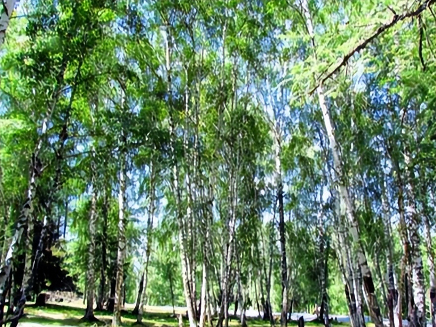 喀纳斯最佳旅行时间_喀纳斯旅游攻略_喀纳斯湖生态旅游建议