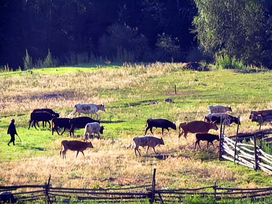喀纳斯湖生态旅游建议_喀纳斯旅游攻略_喀纳斯最佳旅行时间