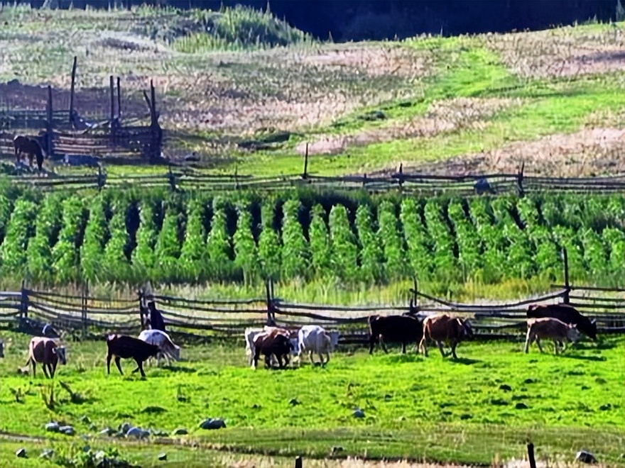 喀纳斯旅游攻略_喀纳斯最佳旅行时间_喀纳斯湖生态旅游建议
