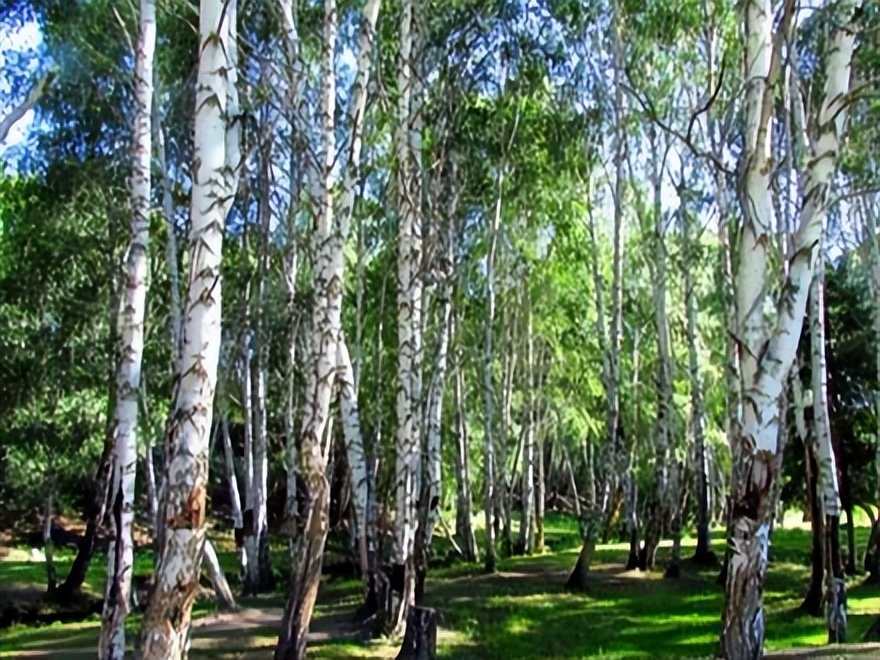 喀纳斯旅游攻略_喀纳斯最佳旅行时间_喀纳斯湖生态旅游建议