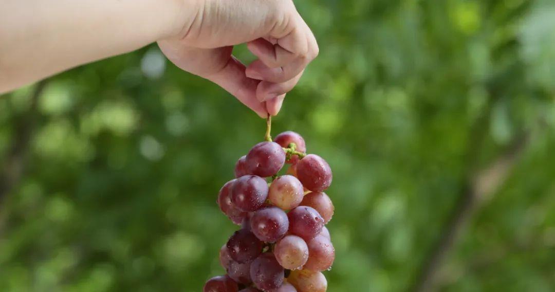 吃了带酒味的水果会被查酒驾吗_葡萄龙眼榴莲酒驾实验_水果有酒精味