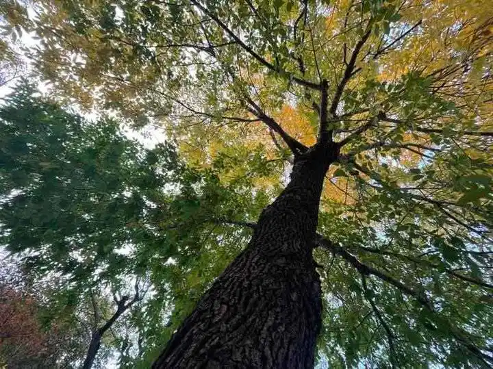唯美树图片_拍摄树冠的秋景_观赏一株树的秋色