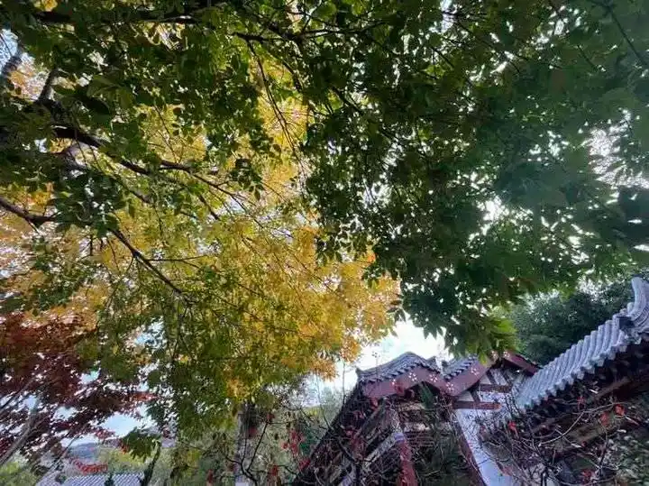 拍摄树冠的秋景_观赏一株树的秋色_唯美树图片