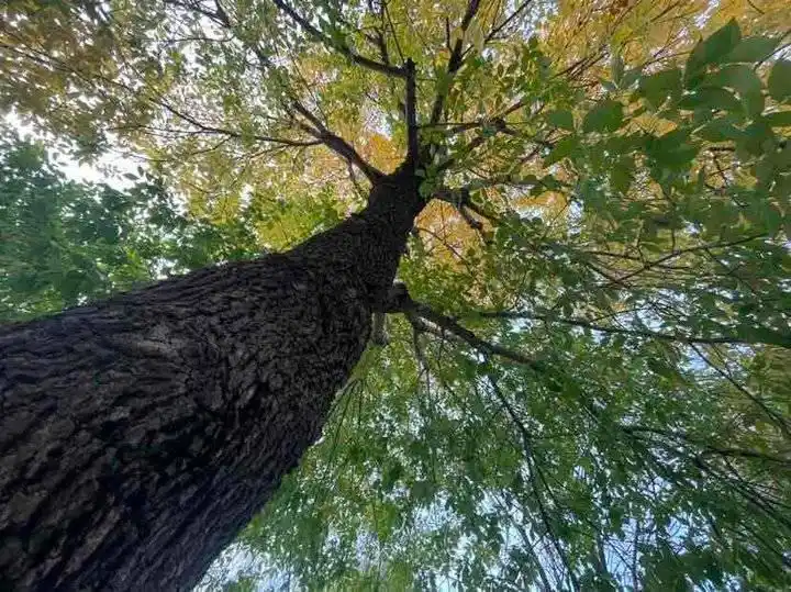 拍摄树冠的秋景_唯美树图片_观赏一株树的秋色