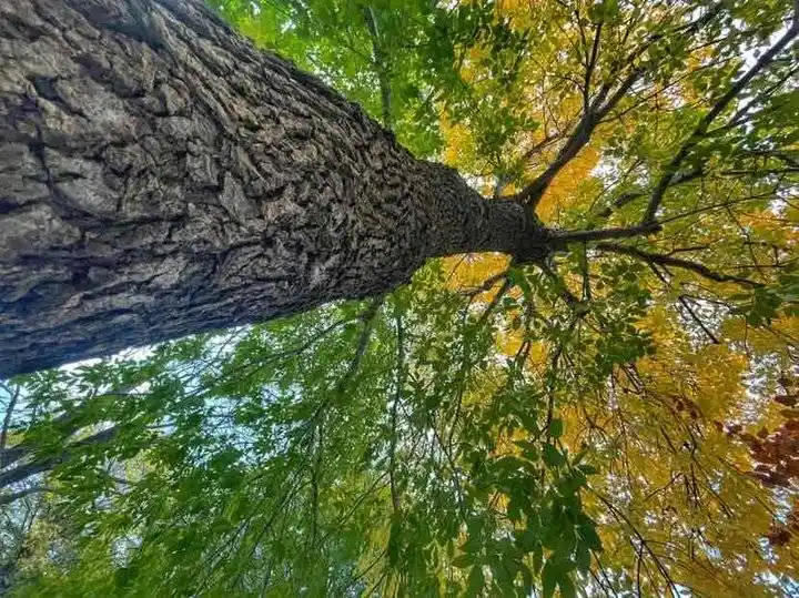 拍摄树冠的秋景_唯美树图片_观赏一株树的秋色