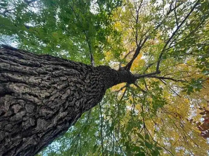 唯美树图片_观赏一株树的秋色_拍摄树冠的秋景