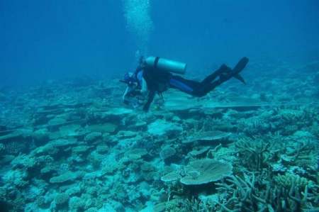 大堡礁珊瑚白化现状_保护海洋图片_大堡礁珊瑚白化原因