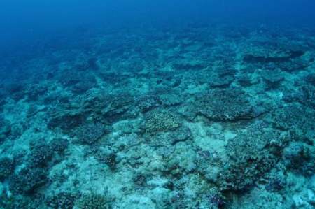 大堡礁珊瑚白化原因_大堡礁珊瑚白化现状_保护海洋图片
