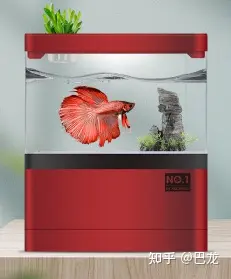 鱼缸生态过滤_微型鱼缸 小型鱼缸 创意鱼缸