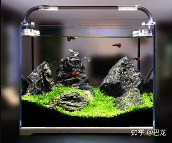 鱼缸生态过滤_微型鱼缸 小型鱼缸 创意鱼缸