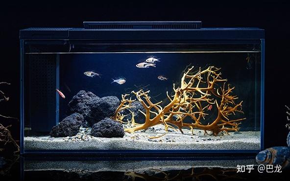 微型鱼缸 小型鱼缸 创意鱼缸_鱼缸生态过滤