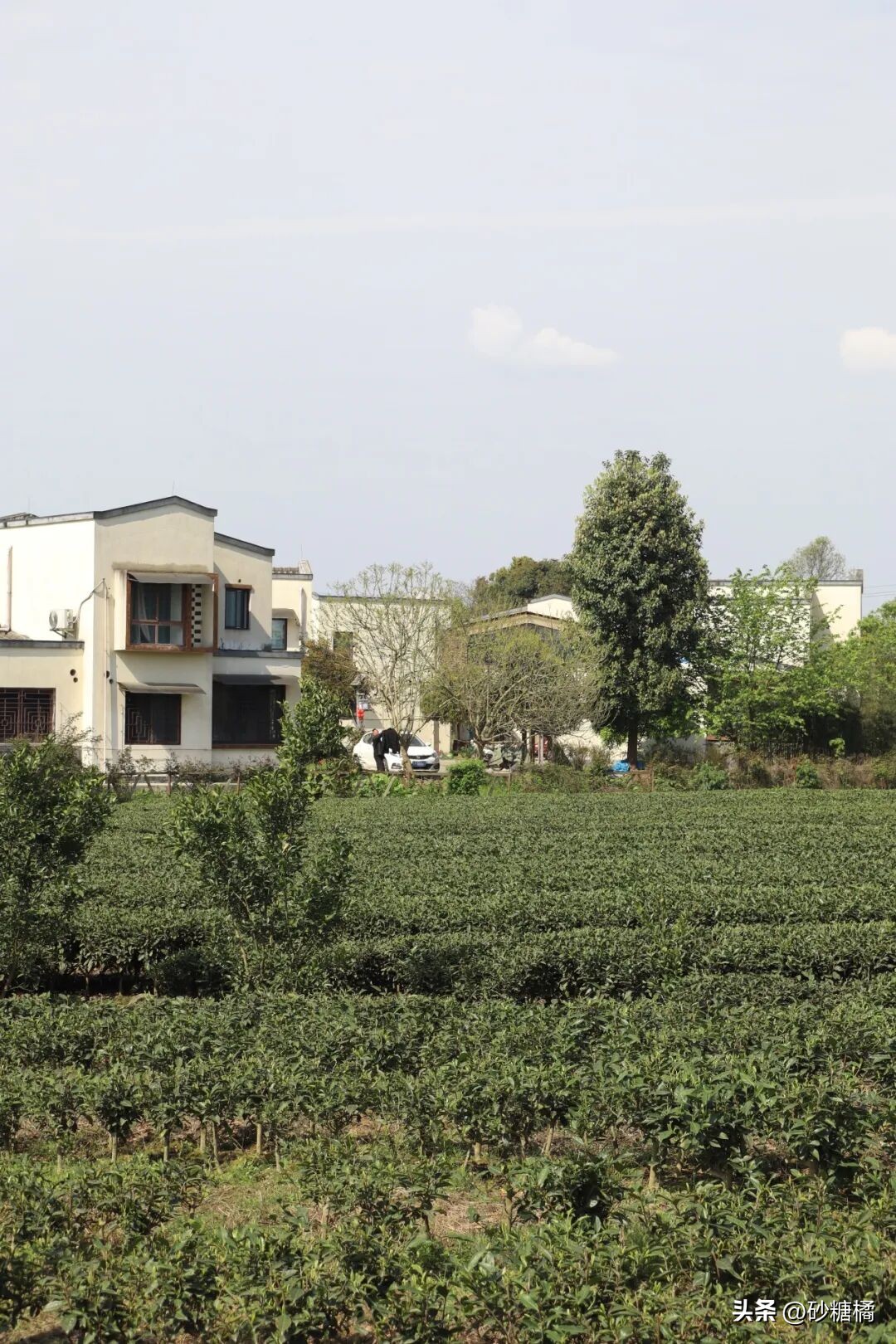 明月村采茶体验_蒲江明月村_成都明月村旅游攻略